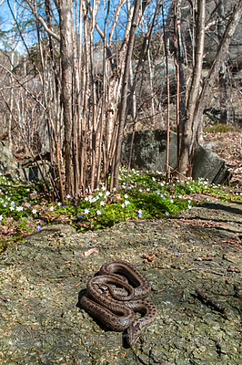 BB 10 0399 / Coronella austriaca / Slettsnok